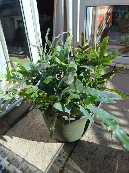 Photo of free Indoor plant (Pinehurst SG13) #1