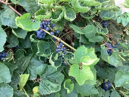 Photo of free Black grapes (Nest Farm area NN8) #2