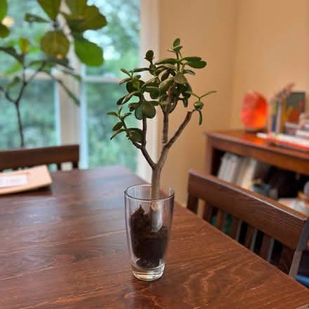 Photo of free Jade plant 13” (Germantown, Churchill) #1