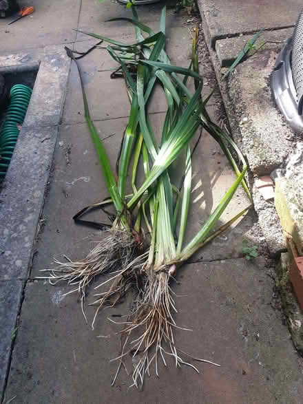 Photo of free 3 Good Yellow Water Iris Roots (Breadsall DE21) #1