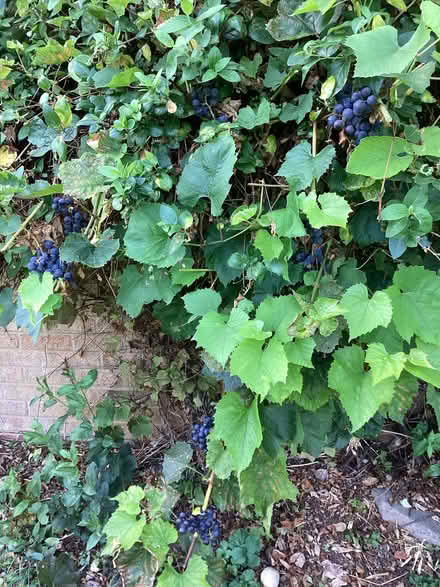Photo of free Black grapes (Nest Farm area NN8) #1