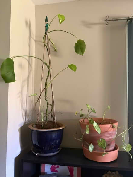 Photo of free House plants 🪴 (Near Seven Mile and Farmington) #4