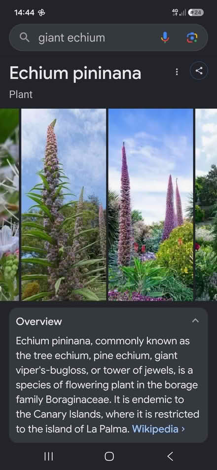 Photo of free Giant echium plants for bees (Broadsands TQ4) #1