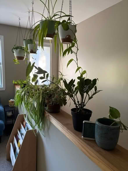 Photo of free House plants 🪴 (Near Seven Mile and Farmington) #3