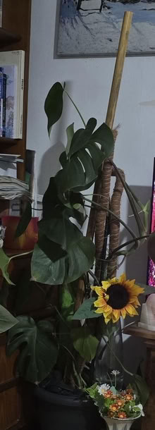Photo of free Cheese plant (Hp2 4ef) #1
