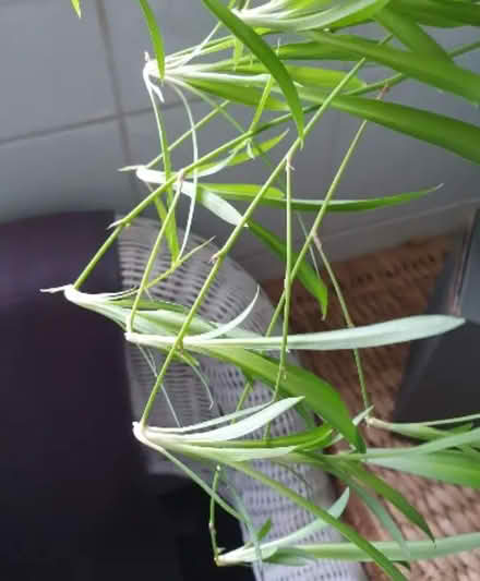 Photo of free Spider plant babies ready for planting (Tottenham N18) #1