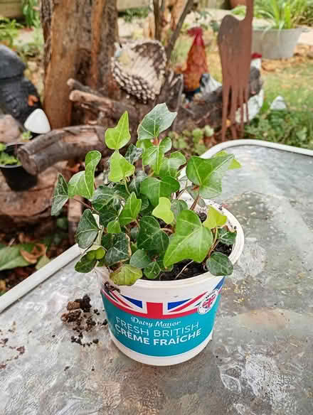 Photo of free A small pot of ivy seedlings (Cowley Oxford OX4 2TL) #1