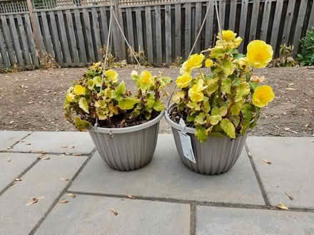 Photo of free Vegonias and coleus (Wellington Village) #1