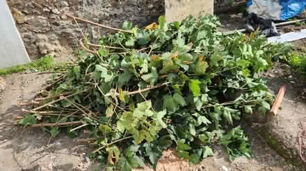 Photo of free Sycamore tree cuttings (London Road station BN1) #1