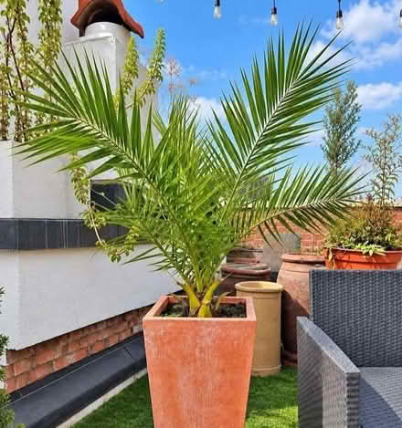 Photo of Canary Islands Palm Trees (Grangetown SR2) #1