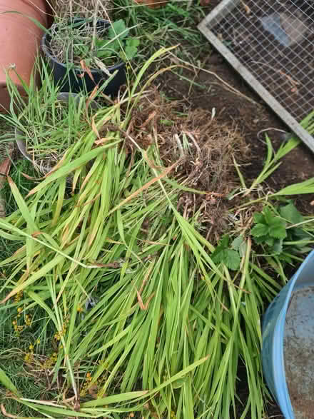 Photo of free Garden plants (Inch Park EH16) #2