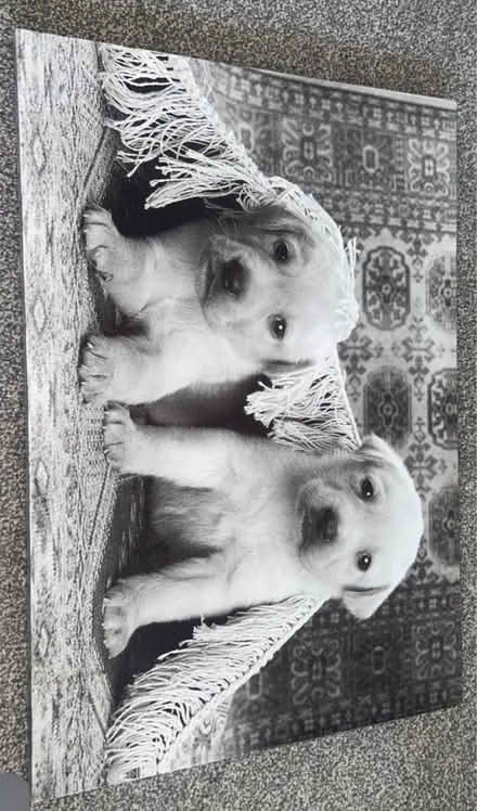 Photo of free Puppy canvas (Waltham cross EN8) #3