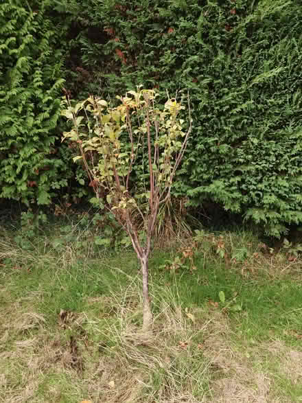 Photo of free Young Plum tree (Handcross) #1