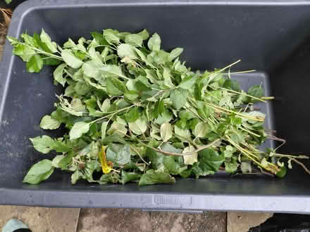 Photo of free Apple tree cuttings (Stoke Heath CV6) #1