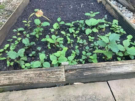 Photo of free Tree seedlings and ferns (Hallgarth LA9) #1