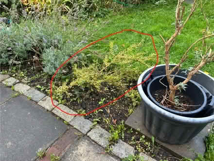 Photo of free Shrubs (Prestonfield EH16) #1