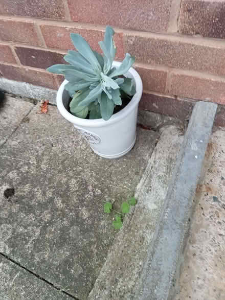 Photo of free Negleted money plant (Monkmoor SY2) #1