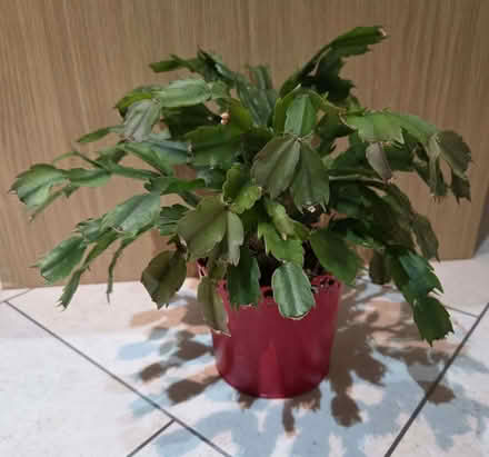 Photo of free Christmas Cactus (Chelmer Village CM2) #1