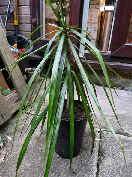 Photo of free Houseplant Madagascar Dragon Tree (Denton M34) #1