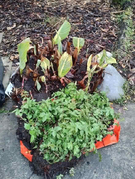 Photo of free plants (Hillsborough) #1