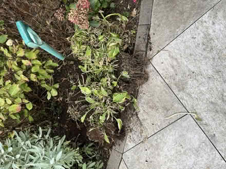 Photo of free Hosts plants (Peppard Common RG9) #1