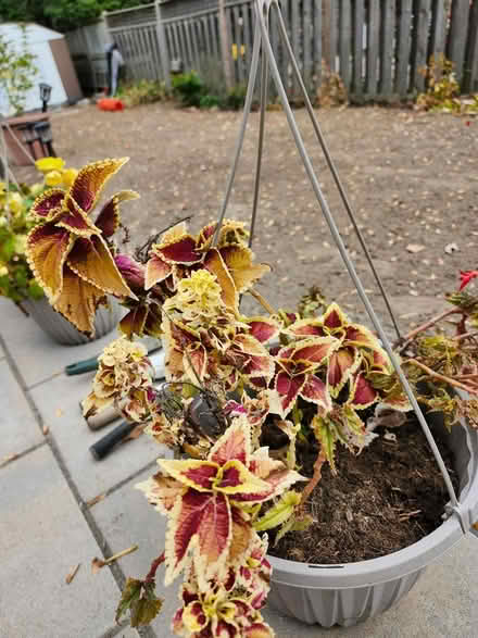 Photo of free Vegonias and coleus (Wellington Village) #2