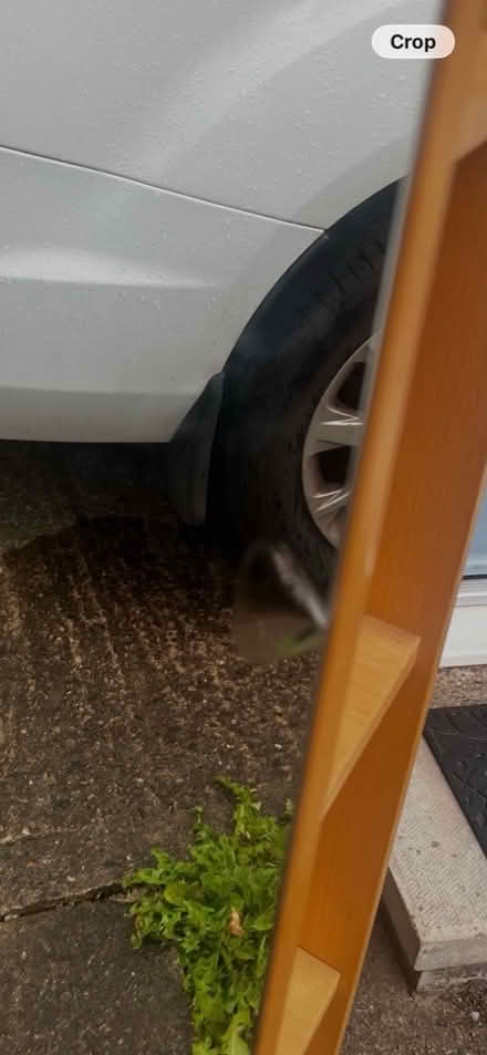 Photo of free Tall mirror with shelves (York, YO10) #3
