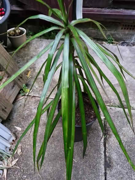 Photo of free Houseplant Madagascar Dragon Tree (Denton M34) #2
