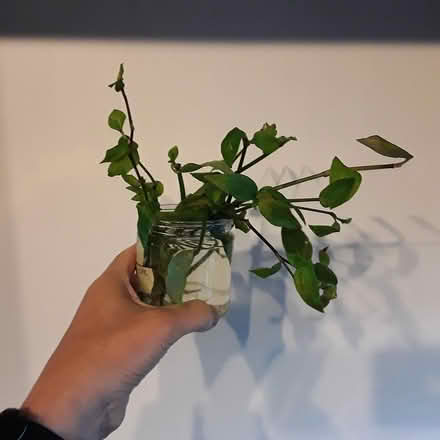 Photo of free houseplant starts (Ballard) #1