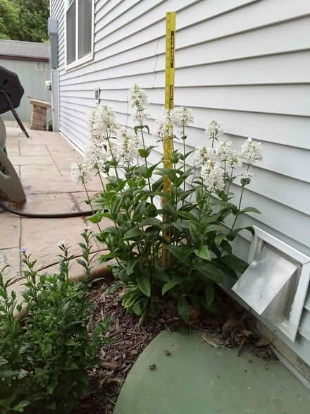 Photo of free Native foxglove flowers (Fontenaix subdiv., Naperville) #1