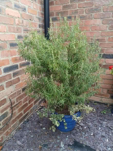 Photo of free 3' Rosemary bush (Beverley HU17) #1
