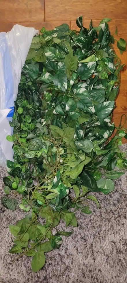 Photo of free Greenery Picks (Gambrills off Waugh Chapel Rd) #1