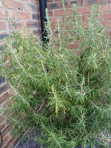 Photo of free 3' Rosemary bush (Beverley HU17) #2