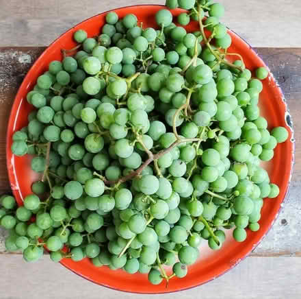 Photo of Sour Grapes (Presteigne LD8) #1