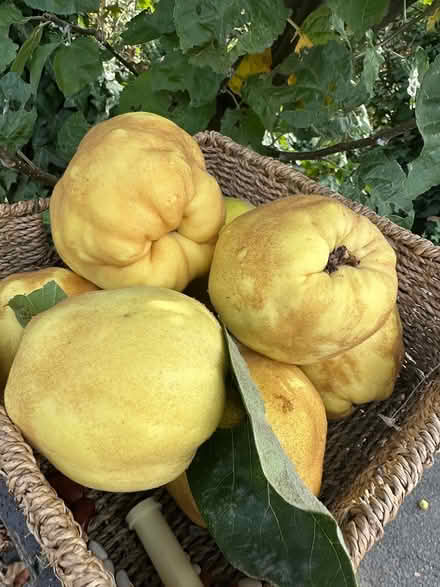 Photo of free Quinces (Upper Norwood SE19) #1
