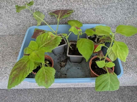 Photo of free Coleous Plants (Clevedon BS21) #1