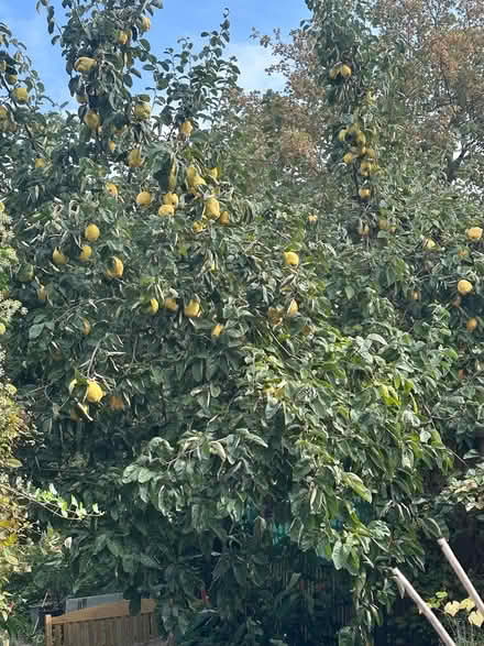 Photo of free Quinces (Upper Norwood SE19) #2