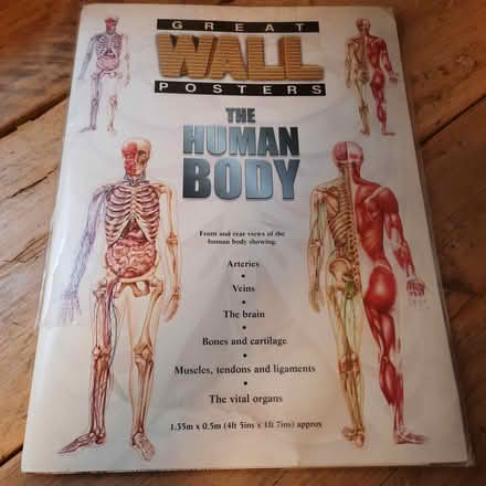 Photo of free Anatomy posters (Witton le Wear DL15) #1