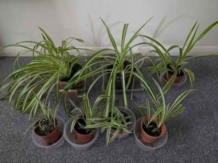 Photo of free Spider plants (Clevedon BS21) #1