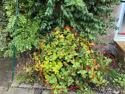 Photo of free Shrubs (Prestonfield EH16) #2