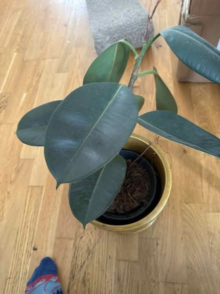 Photo of free Rubber plant in need of TLC (SW161LZ) #1