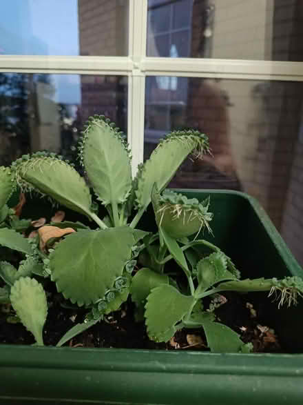 Photo of free Mother of thousands (Littlemore OX4) #3