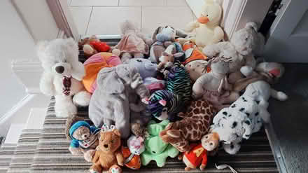 Photo of free Lots of teddys (Stockport SK2) #1