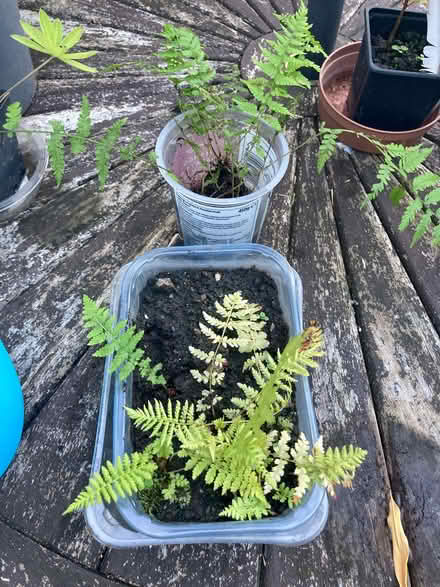 Photo of free Tree seedlings and ferns (Hallgarth LA9) #2
