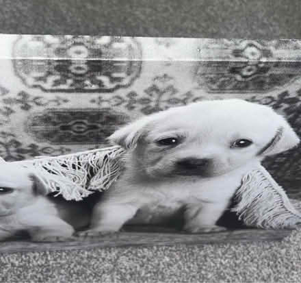 Photo of free Puppy canvas (Waltham cross EN8) #2