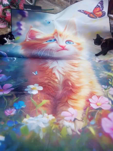 Photo of free Cat colourful rug (Ashhill walk Bd47jf) #1