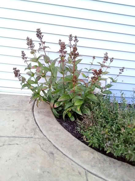 Photo of free Native foxglove flowers (Fontenaix subdiv., Naperville) #2