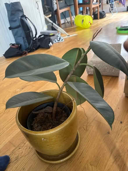 Photo of free Rubber plant in need of TLC (SW161LZ) #2