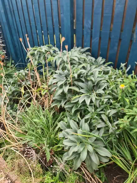 Photo of free Garden plants (Inch Park EH16) #1