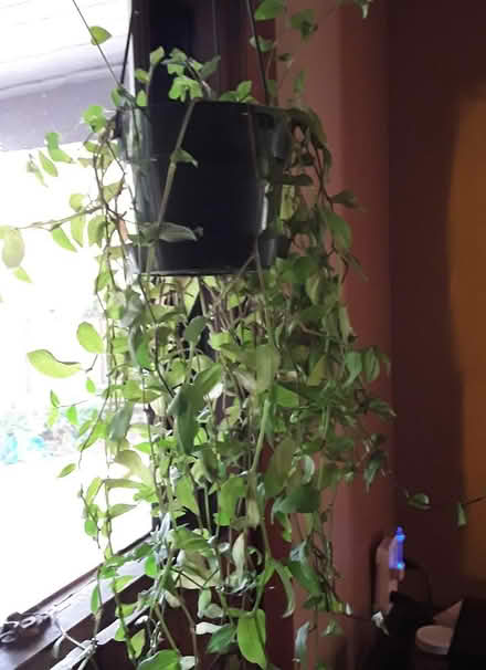 Photo of free houseplant starts (Ballard) #2